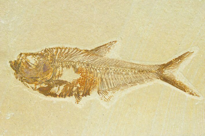 Detailed Fossil Fish (Diplomystus) - Wyoming #289939